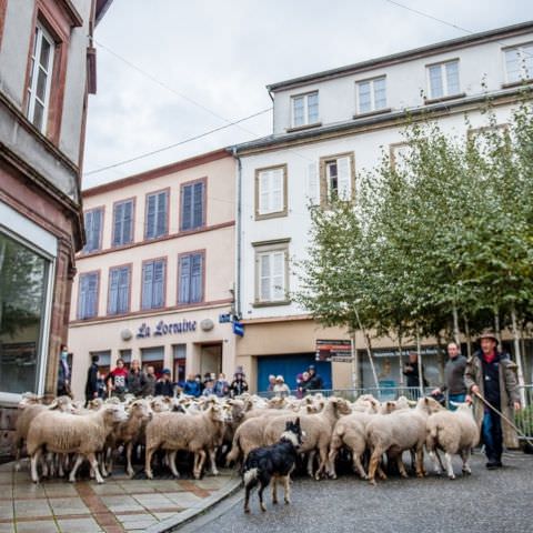 Marché Paysan - BITCHE - 04 octobre 2020