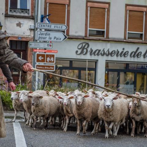 Marché Paysan - BITCHE - 04 octobre 2020