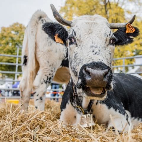 Marché Paysan - SARREGUEMINES - 18 octobre 2020