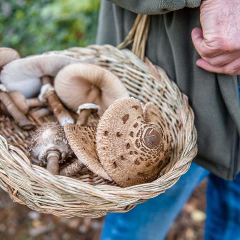 Marché Paysan - SARREGUEMINES - 18 octobre 2020