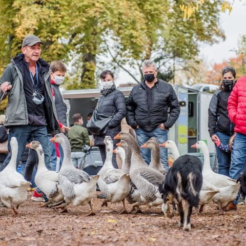 Marché Paysan - SARREGUEMINES - 18 octobre 2020