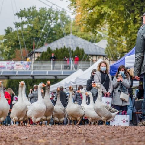 Marché Paysan - SARREGUEMINES - 18 octobre 2020