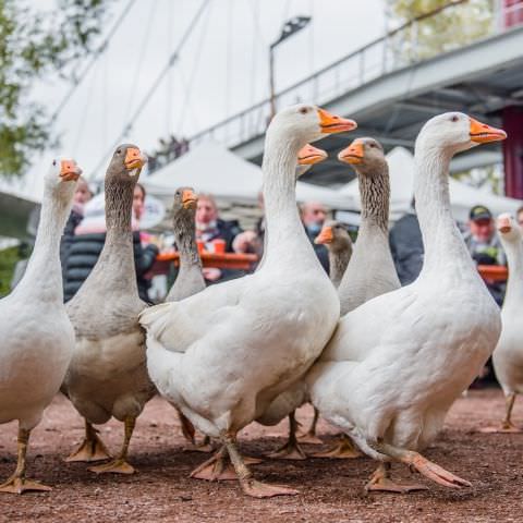 Marché Paysan - SARREGUEMINES - 18 octobre 2020