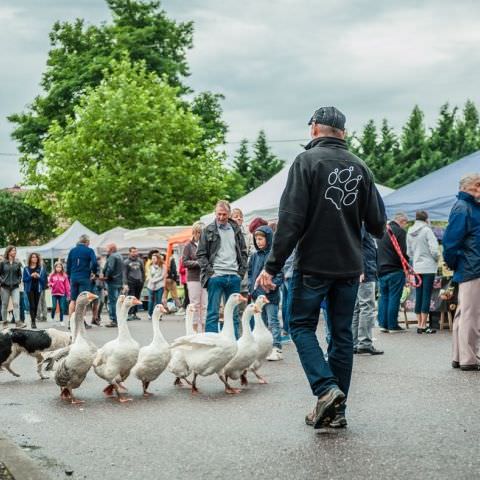 Marché Paysan Nocturne - HÉMING - 10 août 2016