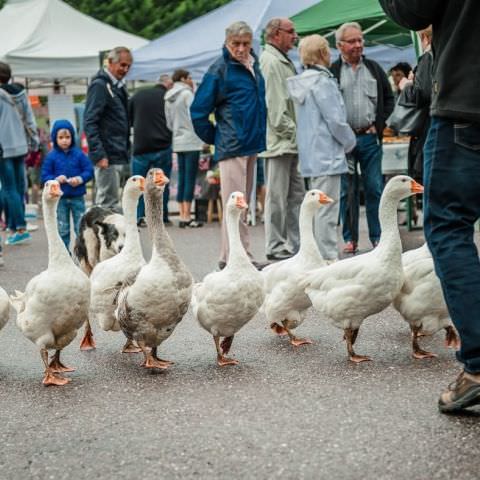 Marché Paysan Nocturne - HÉMING - 10 août 2016