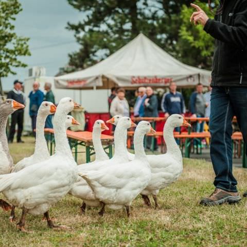 Marché Paysan Nocturne - HÉMING - 10 août 2016