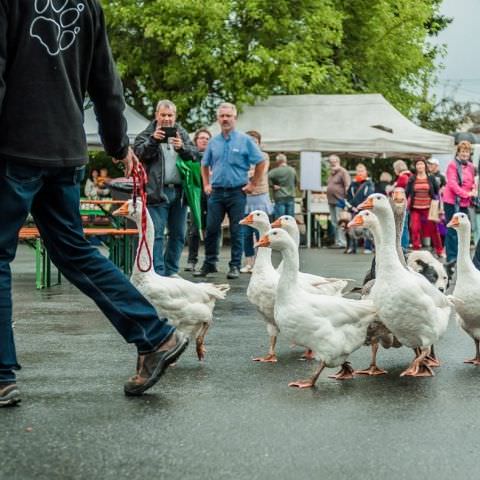 Marché Paysan Nocturne - HÉMING - 10 août 2016