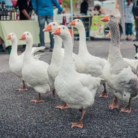 Marché Paysan Nocturne - HÉMING - 10 août 2016