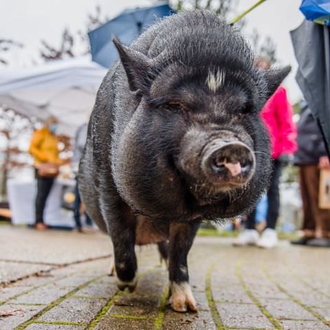 Marché Paysan - MONTBRONN - 20 décembre 2020