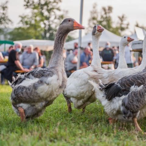 Marché Nocturne - BAERENTHAL - 17 juillet 2021