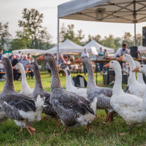 Marché Nocturne - BAERENTHAL - 17 juillet 2021