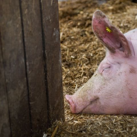 "DéPAT'ouille ton assiette" - Ferme Lang - 11 juillet 2021