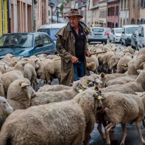 Marché Paysan - BITCHE - 03 octobre 2021