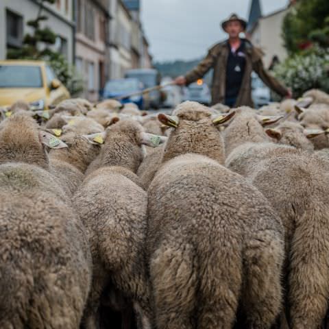 Marché Paysan - BITCHE - 03 octobre 2021