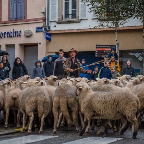 Marché Paysan - BITCHE - 03 octobre 2021