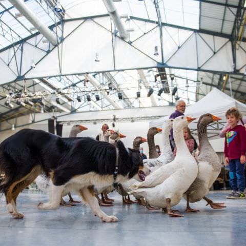 Marché Paysan - MEISENTHAL - 10 octobre 2021