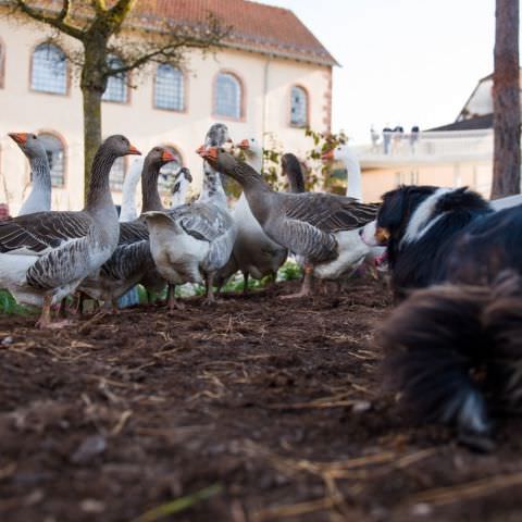 Marché Paysan - MEISENTHAL - 10 octobre 2021