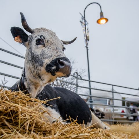 Marché Paysan - LEMBERG - 21 novembre 2021