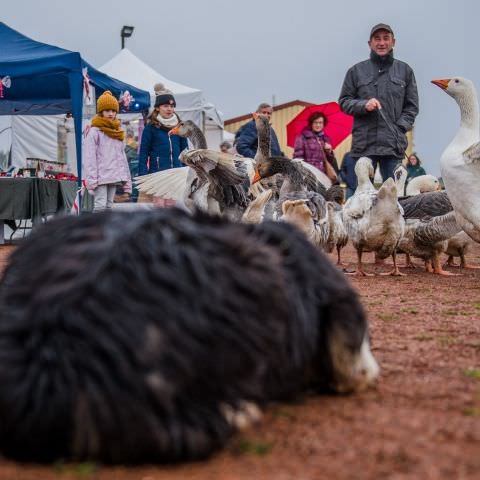 Marché Paysan - LEMBERG - 21 novembre 2021