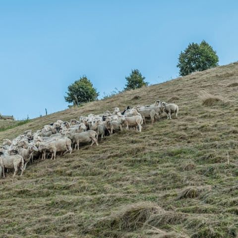 Marché Paysan - BITCHE - 02 octobre 2016