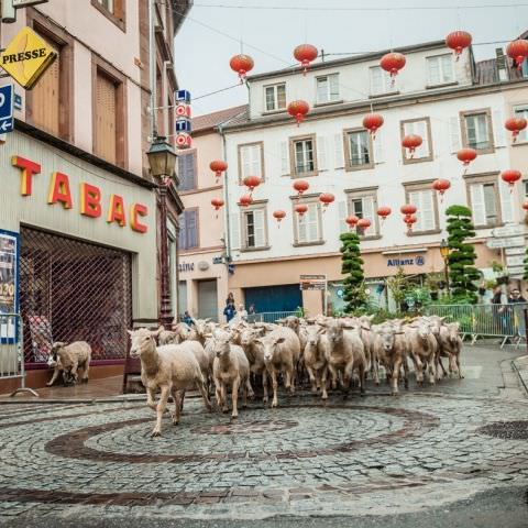 Marché Paysan - BITCHE - 02 octobre 2016