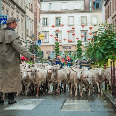 Marché Paysan - BITCHE - 02 octobre 2016