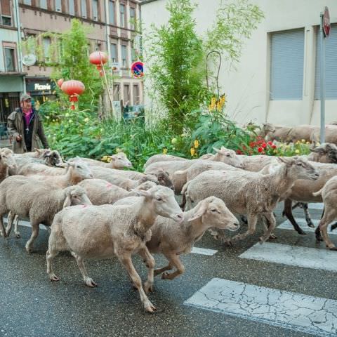 Marché Paysan - BITCHE - 02 octobre 2016