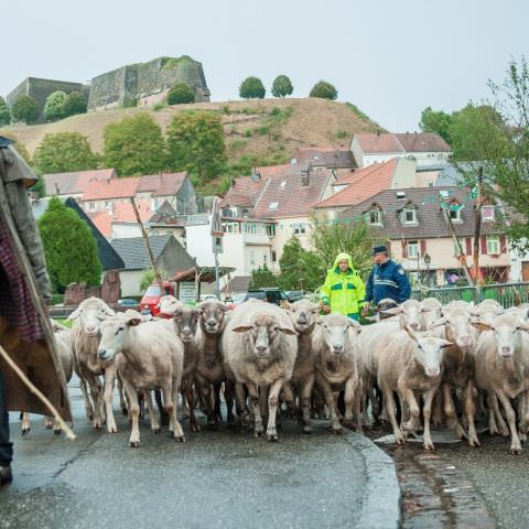 Marché Paysan - BITCHE - 02 octobre 2016