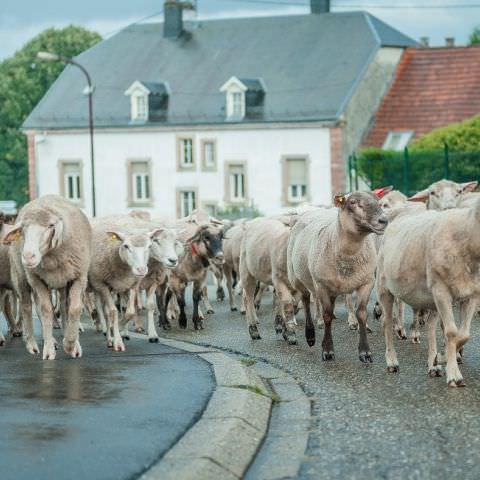 Marché Paysan - BITCHE - 02 octobre 2016