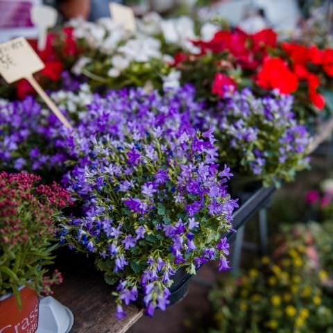 Marché Nocturne - BAERENTHAL - 16 juillet 2022