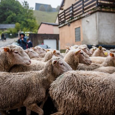 Marché Paysan - BITCHE - 02 octobre 2022