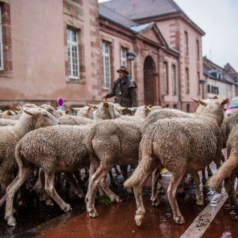 Marché Paysan - BITCHE - 02 octobre 2022