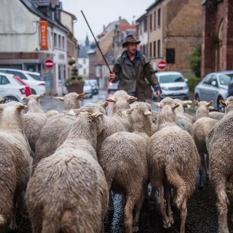 Marché Paysan - BITCHE - 02 octobre 2022