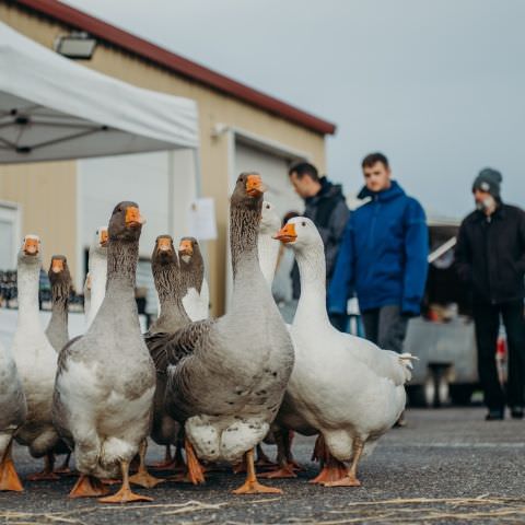 Marché Paysan - LEMBERG - 27 novembre 2022