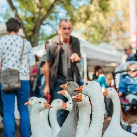 Marché Paysan - SARREGUEMINES - 16 octobre 2016