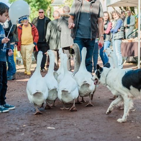 Marché Paysan - SARREGUEMINES - 16 octobre 2016