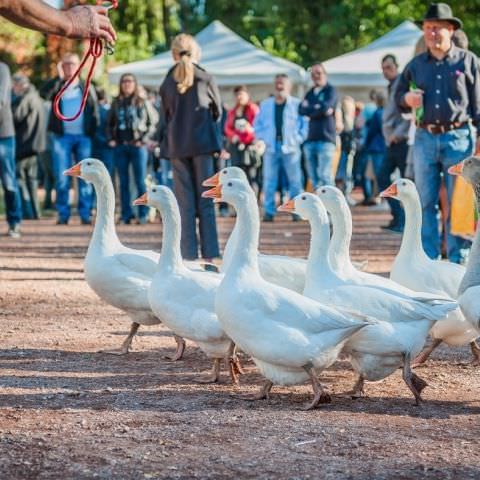 Marché Paysan - SARREGUEMINES - 16 octobre 2016