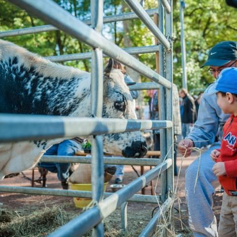 Marché Paysan - SARREGUEMINES - 16 octobre 2016