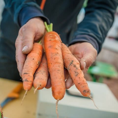 Marché Paysan - SARREGUEMINES - 16 octobre 2016