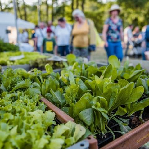 Marché Nocturne - BAERENTHAL - 22 juillet 2023