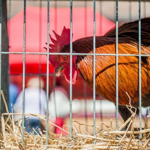 Marché Paysan - ST LOUIS-LES-BITCHE - 09 avril 2017