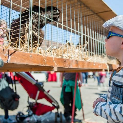 Marché Paysan - ST LOUIS-LES-BITCHE - 09 avril 2017