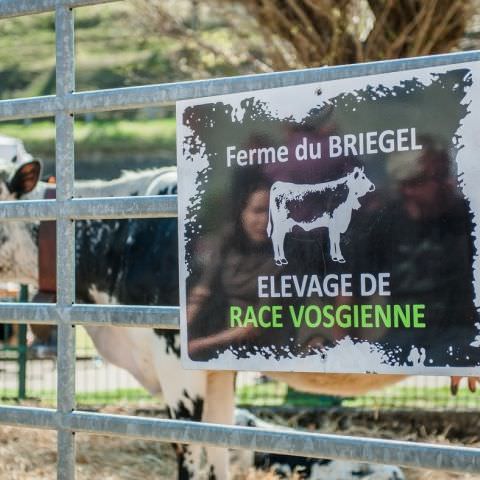 Marché Paysan - ST LOUIS-LES-BITCHE - 09 avril 2017