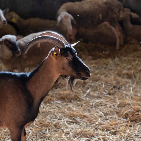 De Ferme En Ferme - 24 septembre 2023