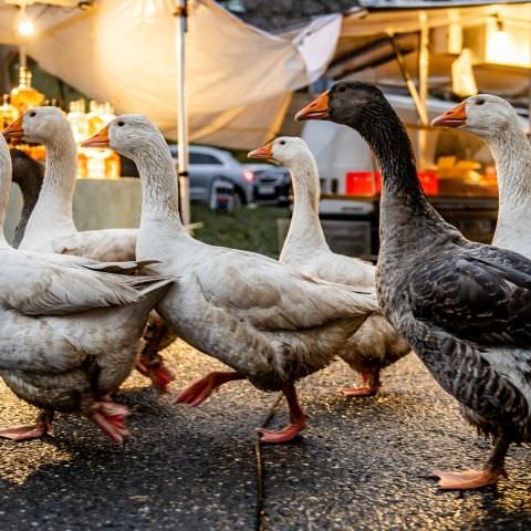 Marché Paysan - LEMBERG - 26 novembre 2023