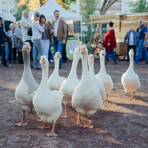 Marché Paysan - SARREGUEMINES - 15 octobre 2017