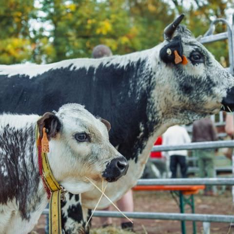 Marché Paysan - SARREGUEMINES - 15 octobre 2017