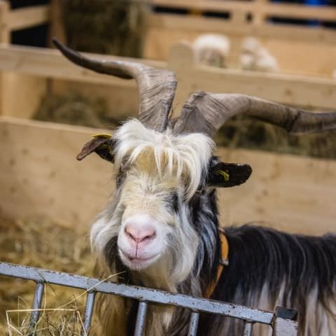 Salon International de l'Agriculture - Février 2020