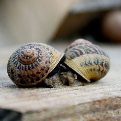 L'Escargot du Pays de Bitche