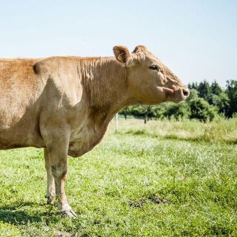 Ferme Lisenburg